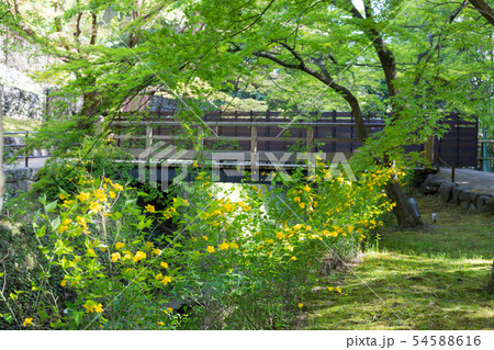 北野天満宮 御土居の新緑に山吹の写真素材