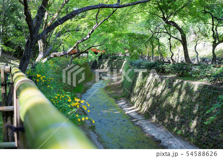 北野天満宮 御土居の新緑 紙屋川に山吹の写真素材