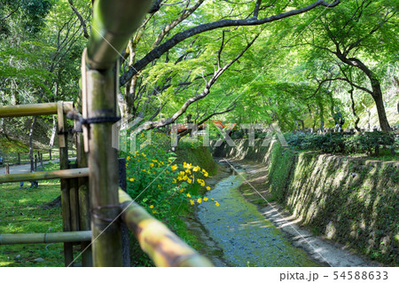 北野天満宮 御土居の新緑 紙屋川に山吹の写真素材