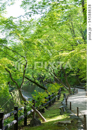 北野天満宮 御土居の新緑 山吹の散歩道の写真素材