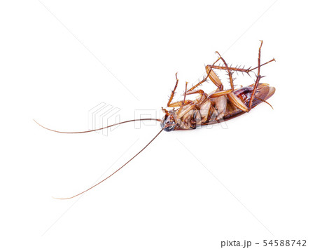 close-up cockroach isolated on white background. close-up cockroach isolated on white background. 54588742
