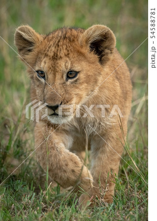 Lion cub crosses long grass lifting paw 54588781