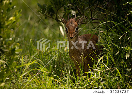 Kirk dik-dik in grass framed by bushes 54588787