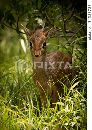 Kirk dik-dik framed by grass and bush Kirk dik-dik framed by grass and bush 54588788