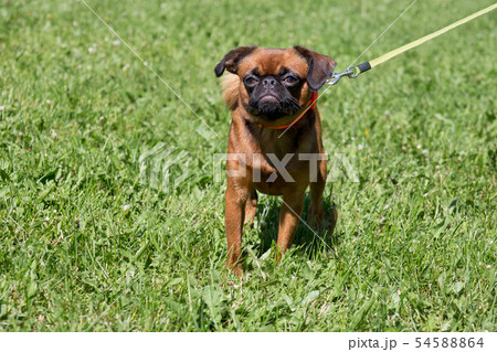 Cute petit brabancon puppy on a green grass. 54588864