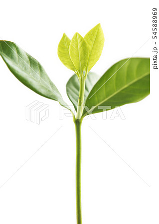 Sapling leaves on white background. Sapling leaves on white background. 54588969