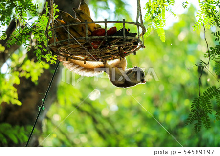 Squirrel on the tree trying to eat bananas and Squirrel on the tree trying to eat bananas and 54589197