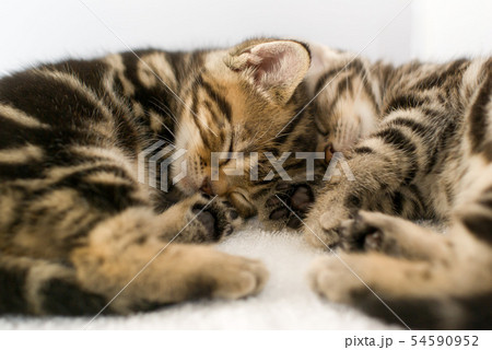 お昼寝中の子猫ちゃん お昼寝中の子猫ちゃん 54590952