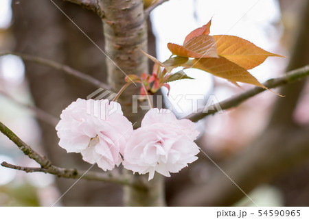 牡丹桜 牡丹桜 54590965
