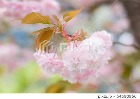 淡き牡丹桜 54590966