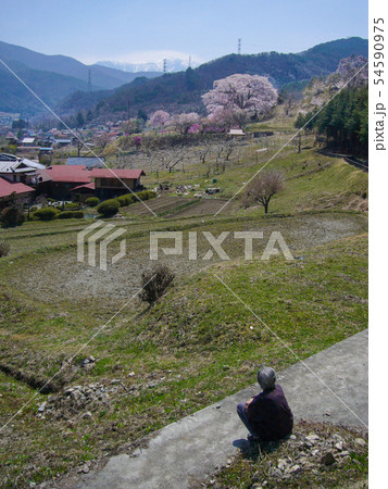 サクラの田園風景を見つめる老婆 サクラの田園風景を見つめる老婆 54590975