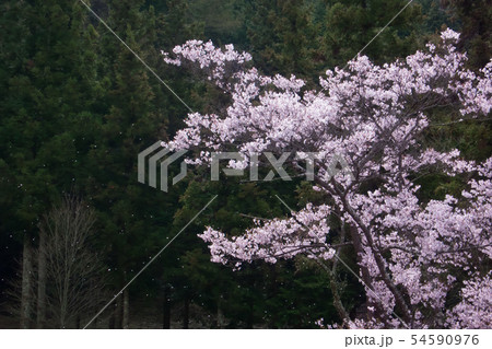 散りゆく桜 散りゆく桜 54590976