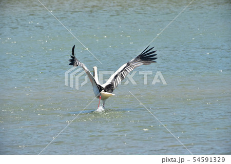 宮古島／コウノトリ 54591329