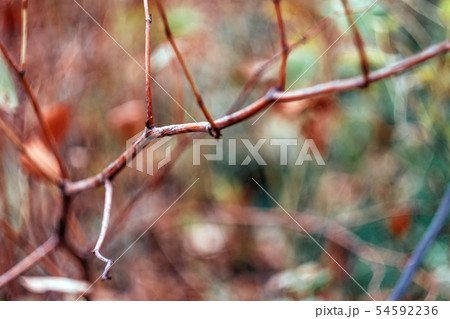 Autumn yellow-orange-red leaves and branches 54592236