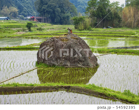 田植え後の倉渕の水田 54592395