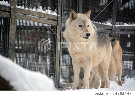 シンリンオオカミ 54592447
