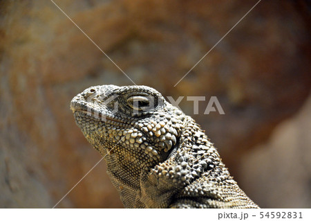 トゲチャクワラ 54592831