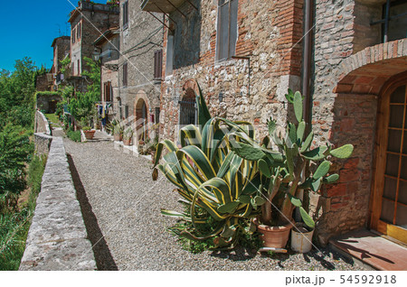 Walkway with cactus plants and blue sky 54592918