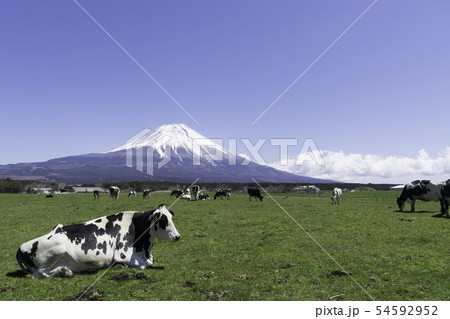 富士山 朝霧高原 牛の写真素材