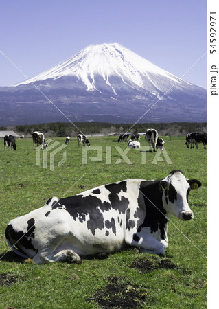 富士山　朝霧高原　牛 54592971