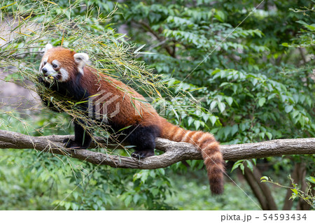 レッサーパンダ レッサーパンダ 54593434