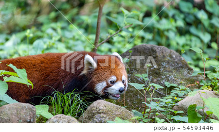 レッサーパンダ レッサーパンダ 54593446