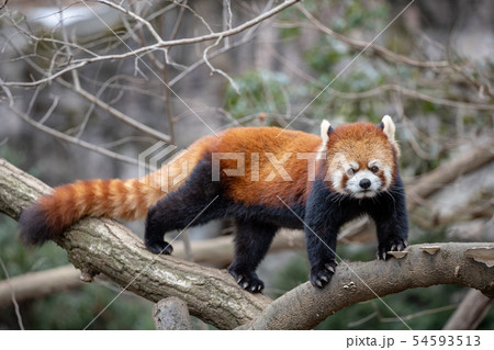 レッサーパンダ 54593513