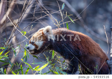 レッサーパンダ 54593516