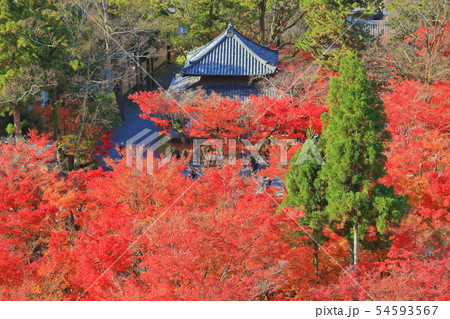 【京都府】永観堂の紅葉 【京都府】永観堂の紅葉 54593567