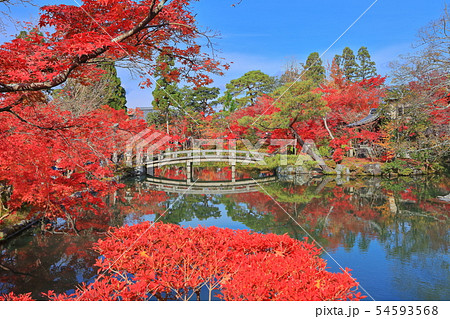 【京都府】永観堂放生池の紅葉 54593568