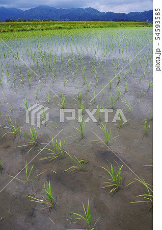 田植え直後の水田 54593585