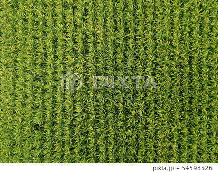 Aerial view of rice, agricultural fields in Aerial view of rice, agricultural fields in 54593626