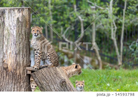 チーターの子ども 54593798