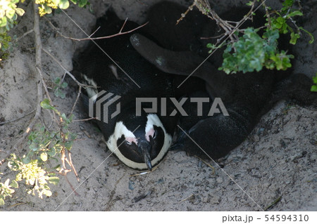 ケープペンギン 54594310