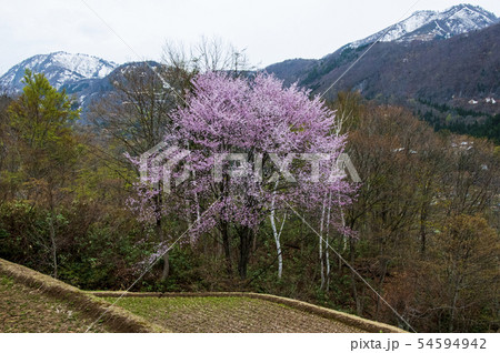秘境　秋山郷　棚田の桜 54594942