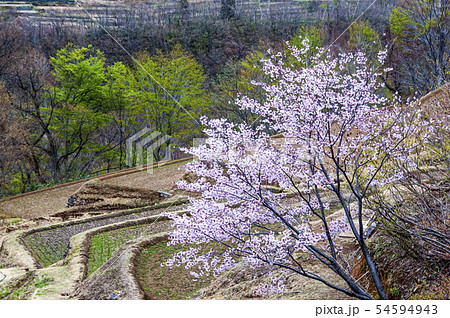 秘境　秋山郷　棚田の桜 54594943