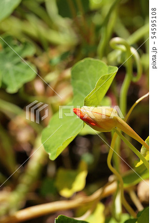 ナスタチウムの花の蕾 54595108