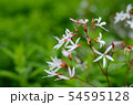 ギレニア 54595128