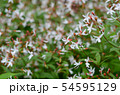 ギレニア 54595129