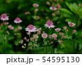 アストランティア 54595130