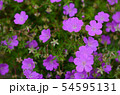 ゲラニウム 54595131