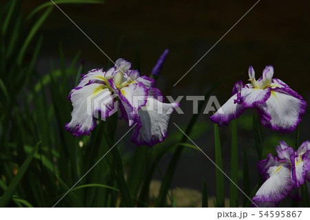 花 花菖蒲 薄い紫色 薄い紫色の斑入り 水辺の貴婦人 白鷺公園 堺市 大阪府の写真素材