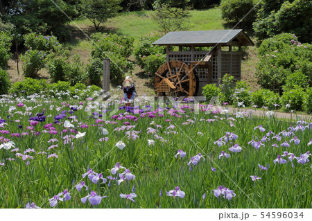横須賀しょうぶ園の花しょうぶ 54596034