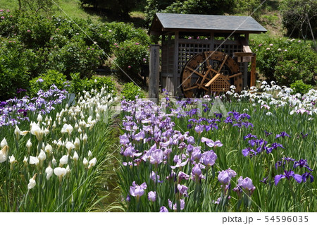 横須賀しょうぶ園の花しょうぶ 54596035