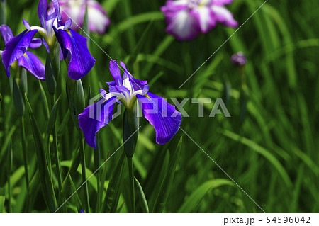 花 花菖蒲 白色 紫色 薄い紫色の斑入り 水辺の貴婦人 白鷺公園 堺市 大阪府の写真素材