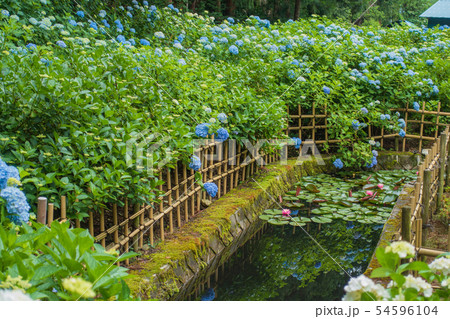 紫陽花と睡蓮:弘長寺 松本市 紫陽花と睡蓮:弘長寺 松本市 54596104