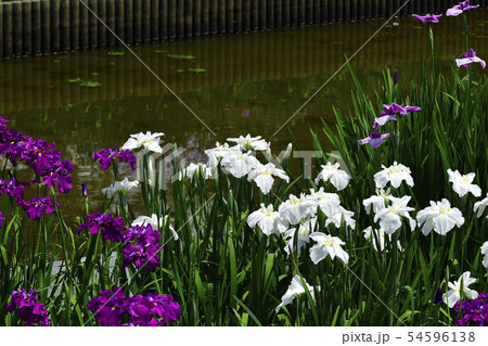 ,花菖蒲、紫色、黄色、薄い紫色、白色、水辺の貴婦人＠,白鷺公園、堺市、大阪府 54596138