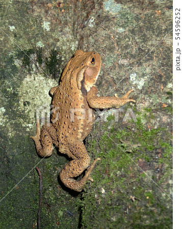 アズマヒキガエル 54596252