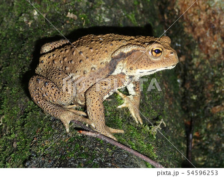 アズマヒキガエル 54596253
