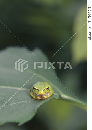 アマガエル　正面から 54596254